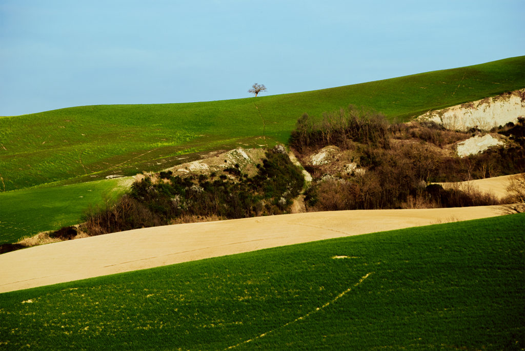 Albero solitario su una collina verde