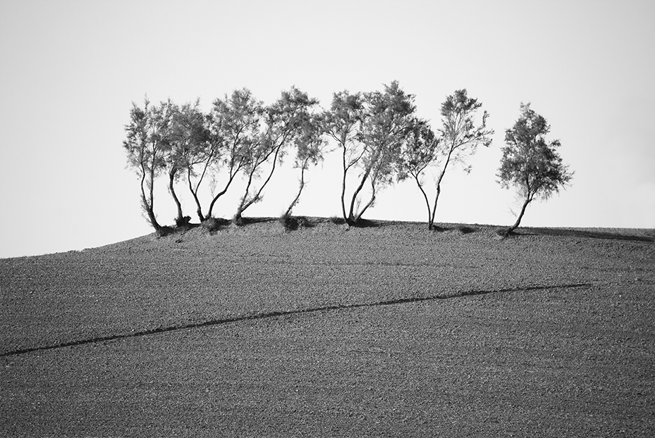 Scheletro di alberi su una collina, bianco e nero