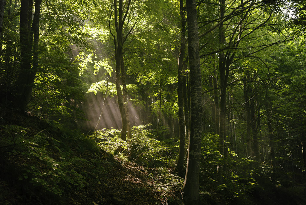 Sprazzo di luce in mezzo a un bosco
