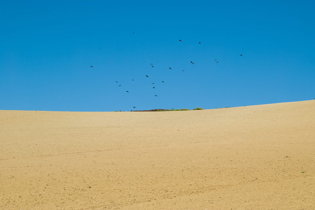 Una collina che sembra una spiaggia o un deserto, cielo azzurro, corvi in volo
