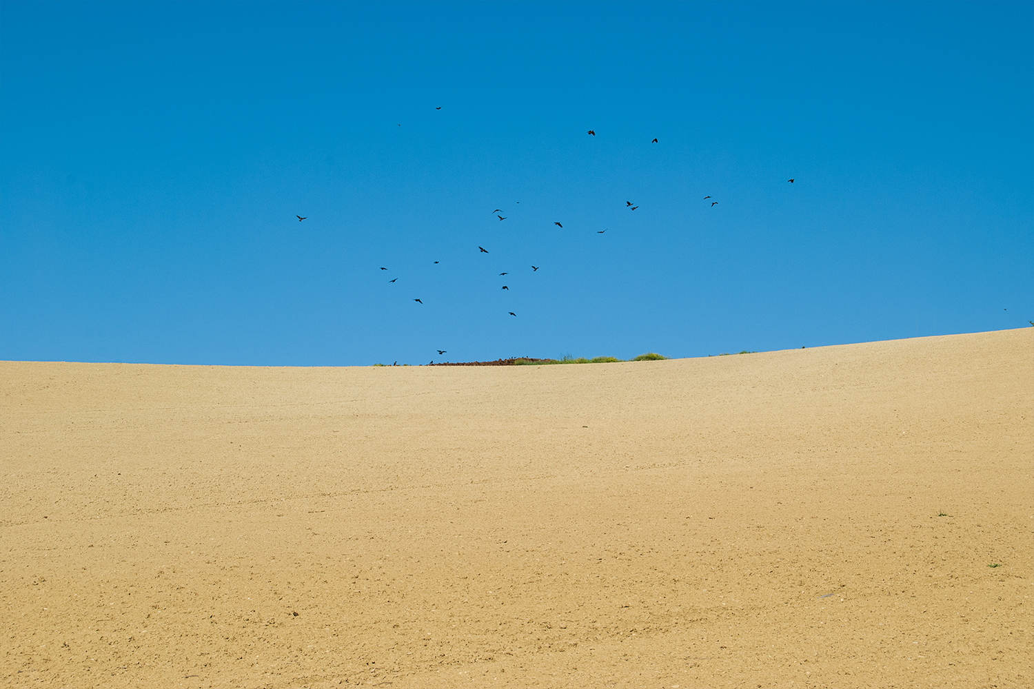 Una collina che sembra una spiaggia o un deserto, cielo azzurro, corvi in volo