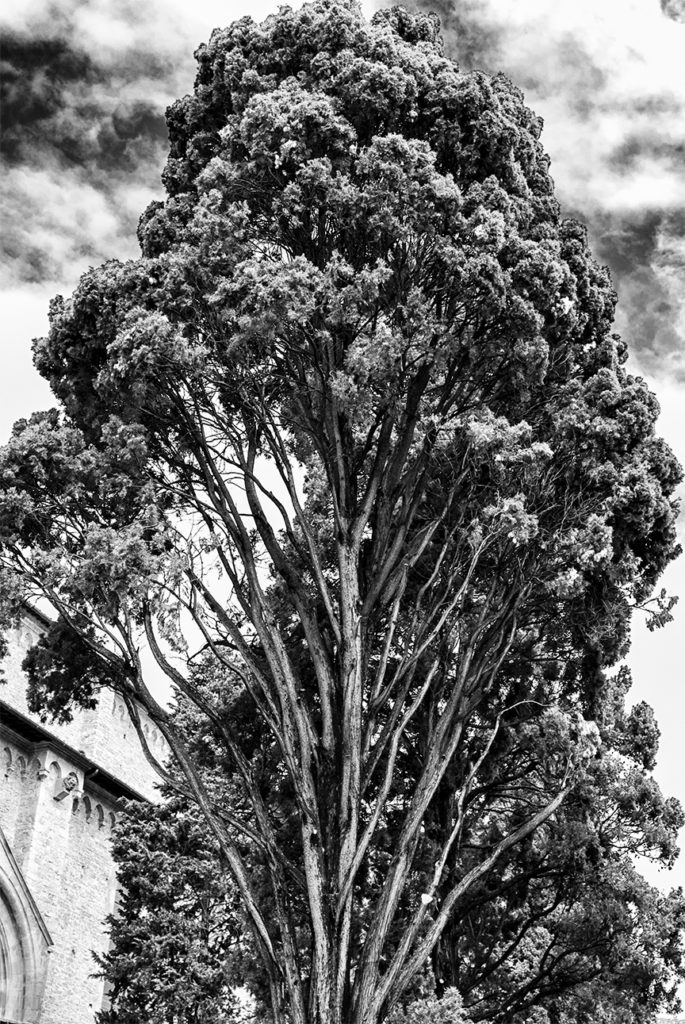 Chioma rigogliosa di un albero che svetta verso il cielo, bianco e nero