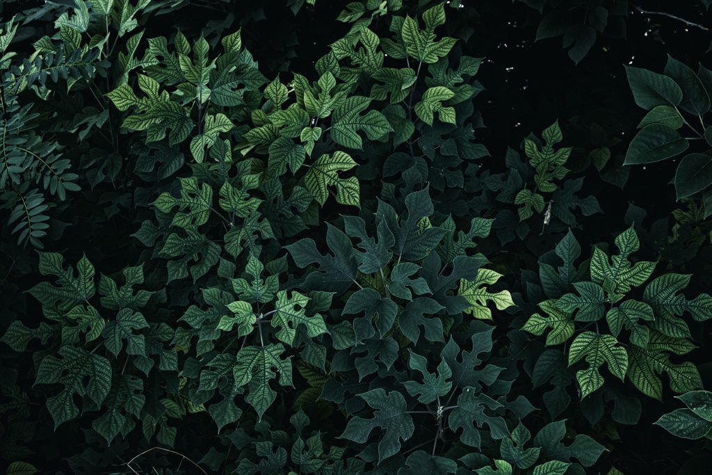 Geometria di foglie verdi