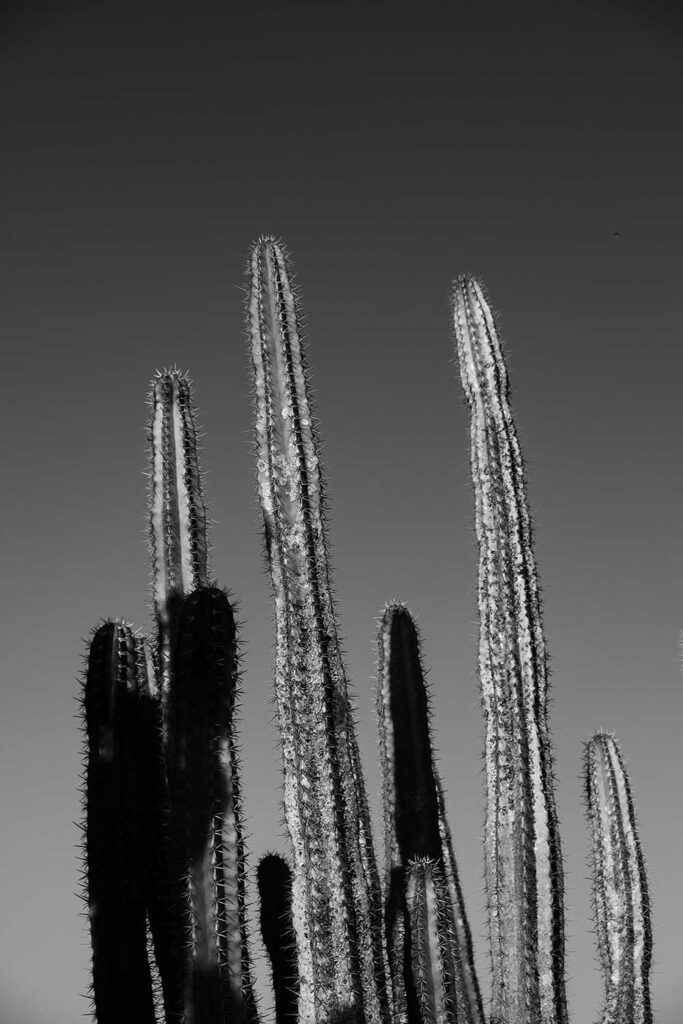 Vegetazione tipica Fuerteventura