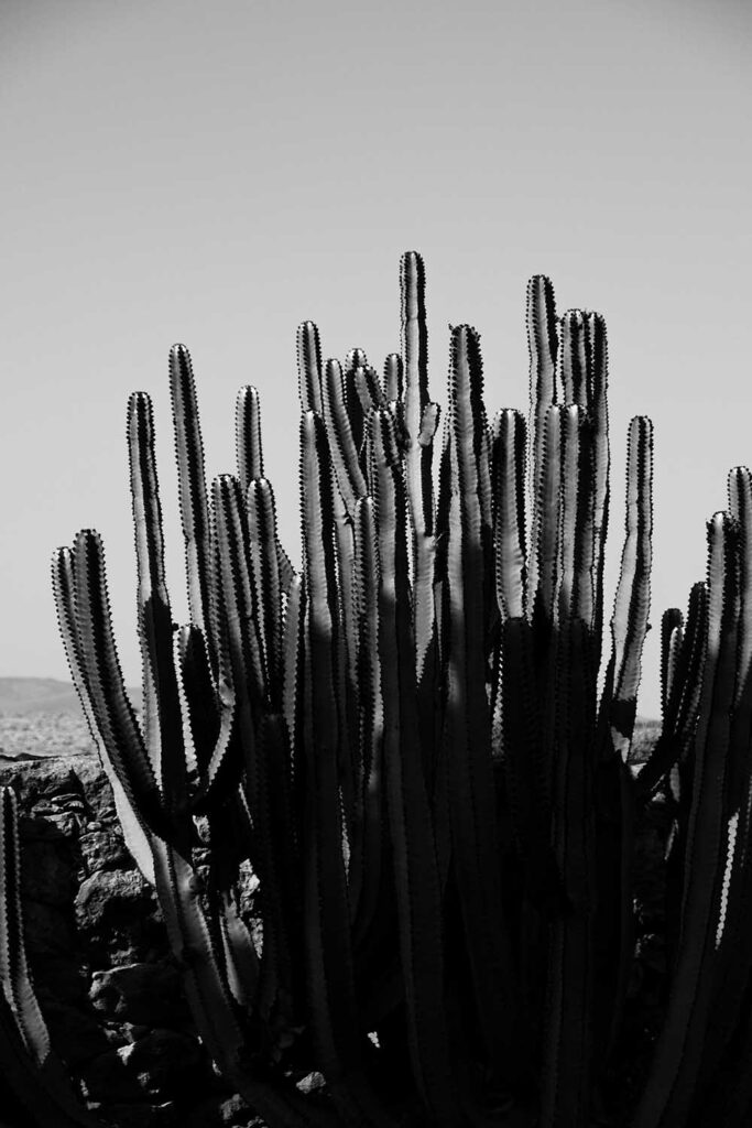 Vegetazione tipica Fuerteventura