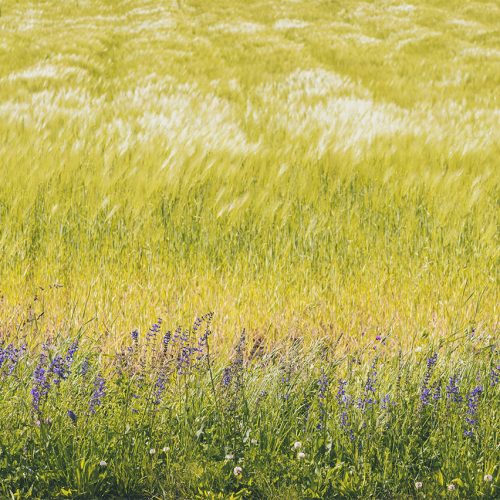 Fiori viola su campo giallo si muovono al vento