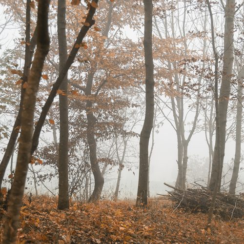 Bosco in autunno, avvolto nella nebbia, foglie arancioni cadute sul terreno
