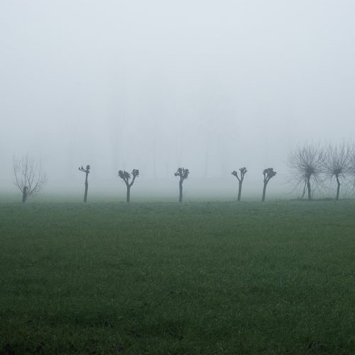 Fila di alberi avvolti dalla nebbia