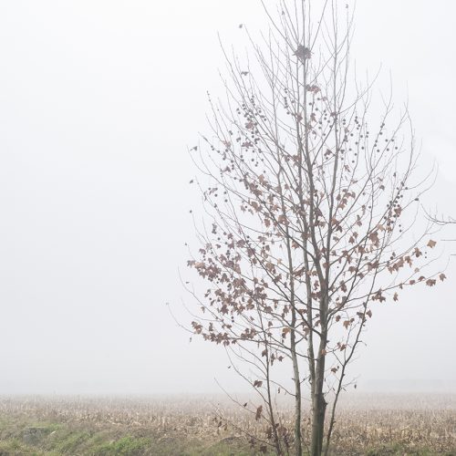 Albero avvolto dalla nebbia