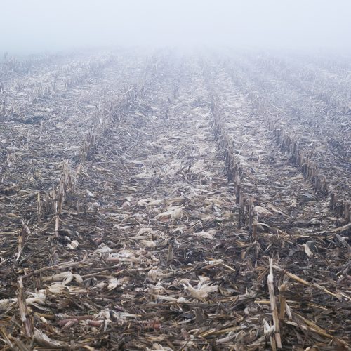 Campo di grano che sfuma nella nebbia