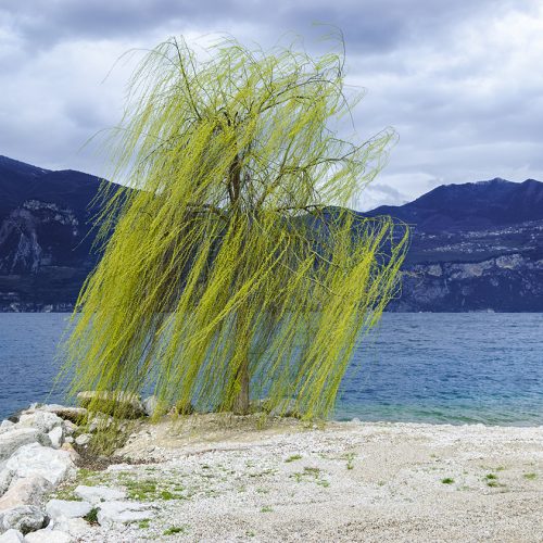 Salice piangente mosso dal vento, riva del lago di Garda
